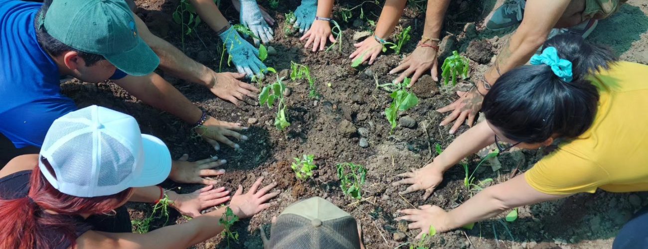 Taller de Huerta Inicial