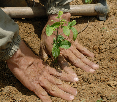 Reforestación Comunitaria Abril 2024